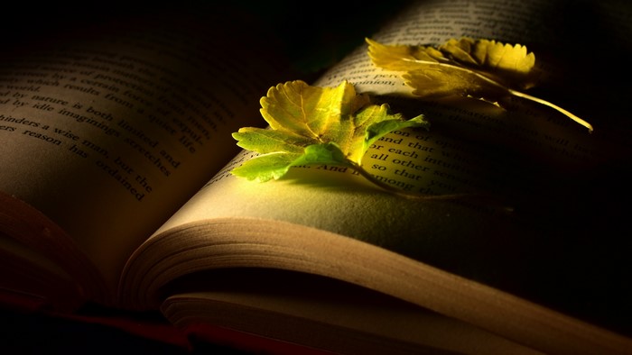 dark, leaves, books