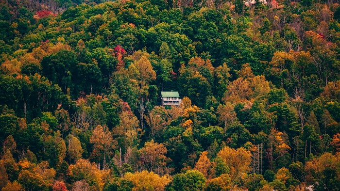 trees, forest, fall, nature, cabin