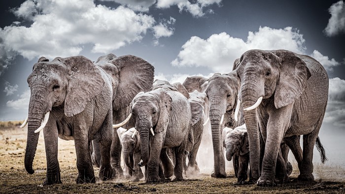 4K, animals, Africa, elephant, wildlife, mammals