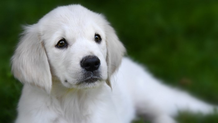 outdoors, dog, green background, mammals, animals
