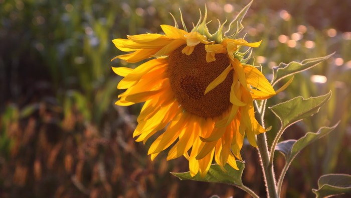 4K, sunflowers, flowers, outdoors, plants, yellow flowers
