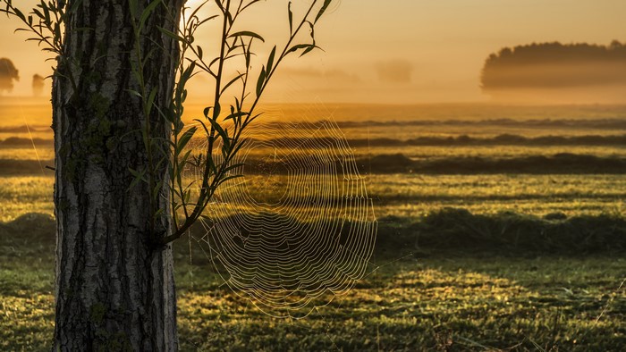 4K, nature, landscape, sunlight, field, spider webs, spiderwebs