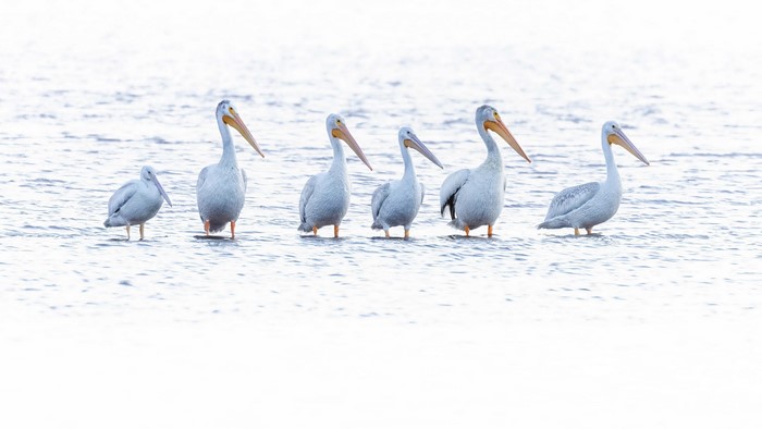 4K, in water, animals, nature, water, birds, pelicans