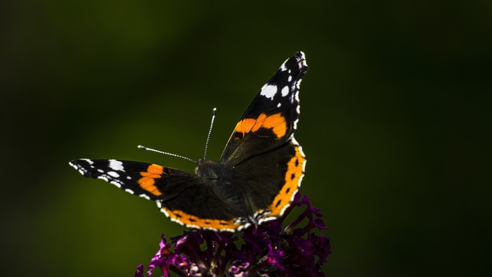 4K, butterfly, macro, flowers, closeup, nature, insect