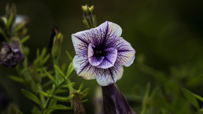 4K, macro, closeup, flowers, nature