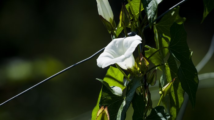 4K, closeup, macro, nature, flowers, leaves