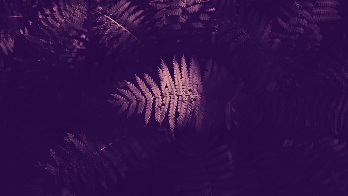 4K, nature, leaves, fern, plants