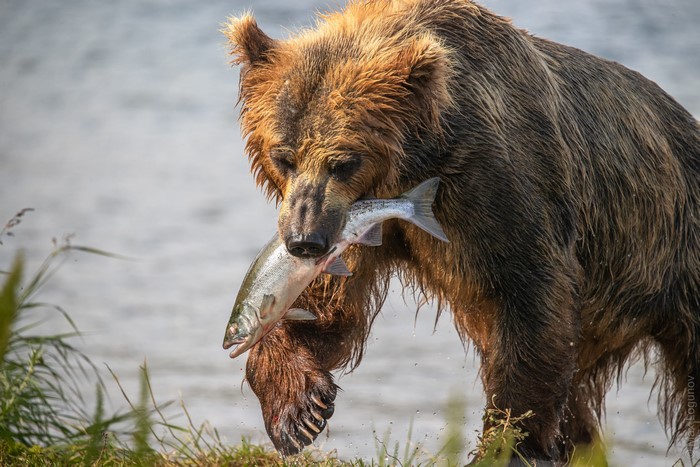 mammals, animals, bears, food, fish, wildlife