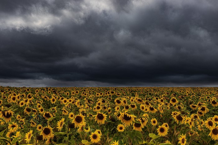 outdoors, landscape, sunflowers, field, nature, Agro (Plants), flowers, dark, yellow flowers, clouds, plants