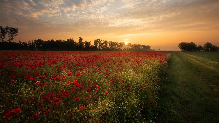 nature, sunlight, flowers, landscape, Agro (Plants), field, outdoors, plants