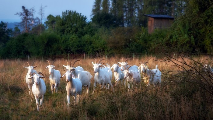 animals, goats, mammals, outdoors