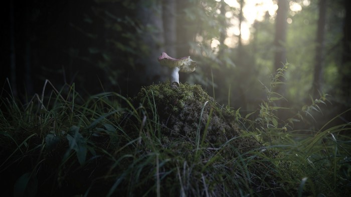 4K, plants, mushroom, forest, outdoors, nature