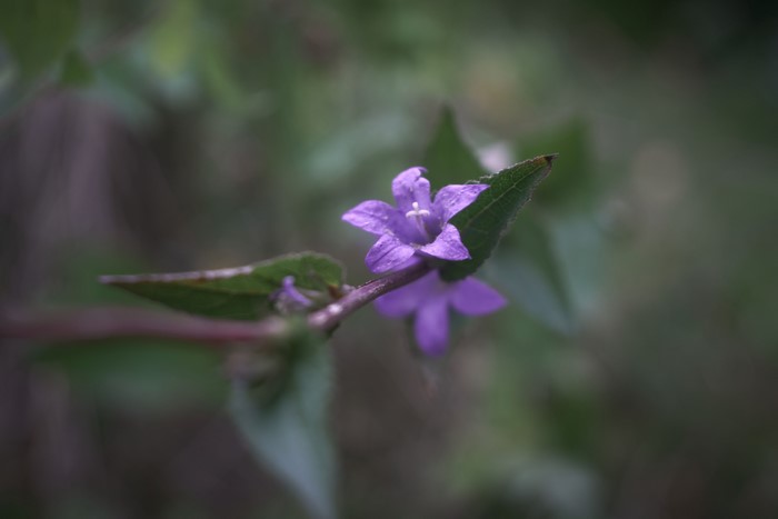 4K, nature, purple flower, blurred, leaves, plants, bokeh, flowers