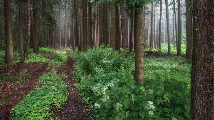 outdoors, trees, nature, forest, pathway, path
