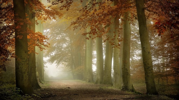 pathway, path, outdoors, nature, trees, fall