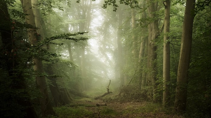 trees, nature, mist, outdoors, forest, hills