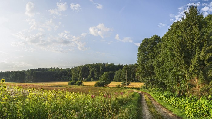 4K, outdoors, summer, nature, pathway, field, plants, flowers, sky