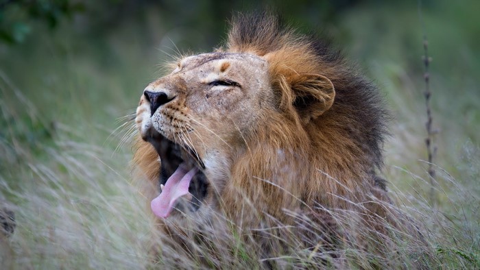 big cats, yawning, lion, nature, animals, tongue out, mammals, feline