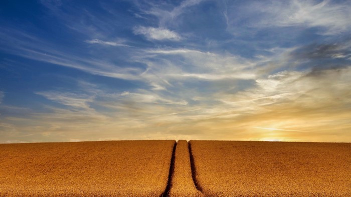 4K, landscape, plants, sky, sunlight, outdoors, nature, field, Agro (Plants)
