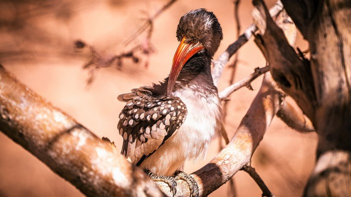 branch, birds, animals, nature