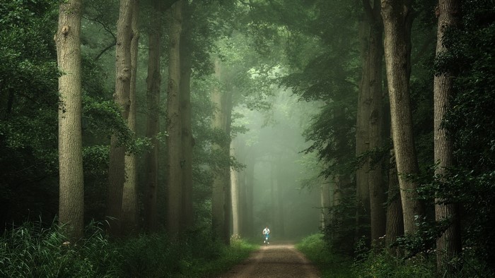 nature, outdoors, pathway, trees