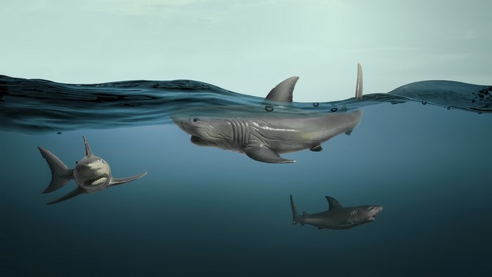 shark, animals, underwater, fish