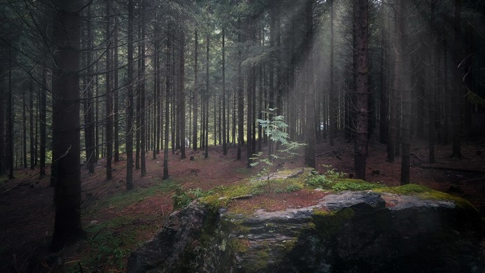 outdoors, sun rays, forest, nature, trees