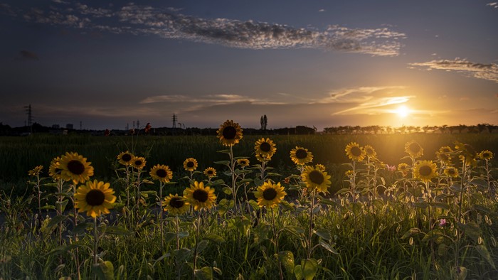 4K, landscape, sunflowers, flowers, plants, nature, Sun, sky, outdoors