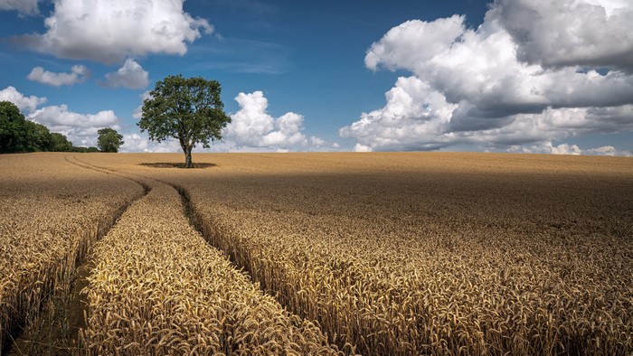 4K, clouds, sky, outdoors, field, Agro (Plants), plants, nature