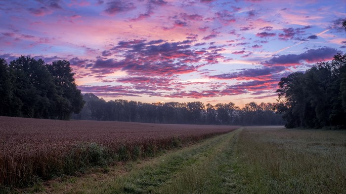 4K, field, nature, landscape, sky, Agro (Plants), outdoors