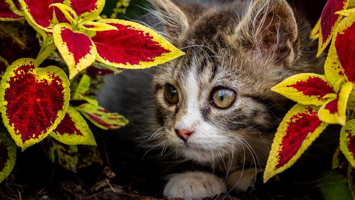 plants, animals, feline, leaves, cats, nature, mammals