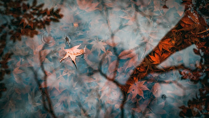 4K, water, fall, nature, fallen leaves, leaves