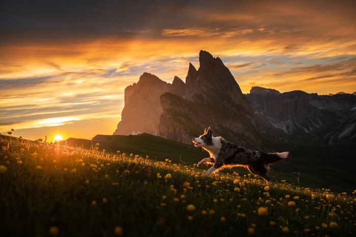 nature, running, landscape, mammals, outdoors, dog, animals, sunlight, sky