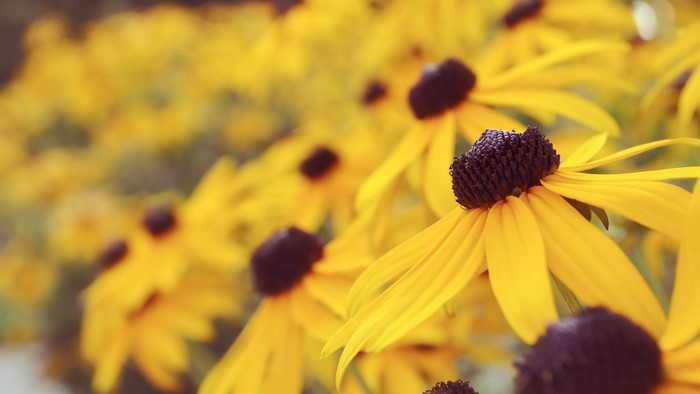4K, flowers, sunflowers, outdoors, summer, plants, closeup, yellow flowers