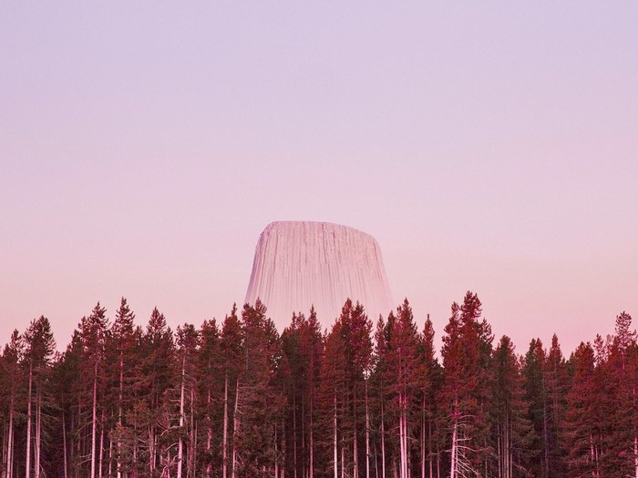 Wyoming, tree stump, forest, nature, landscape, pine trees, Devils Tower
