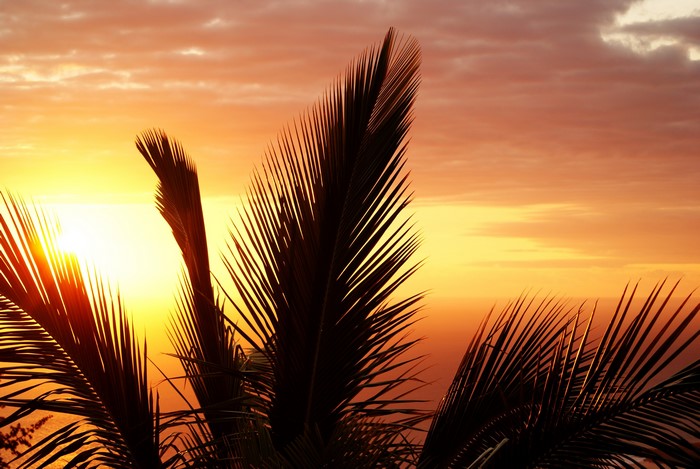 4K, silhouette, beach, palm trees, ocean view, sunset
