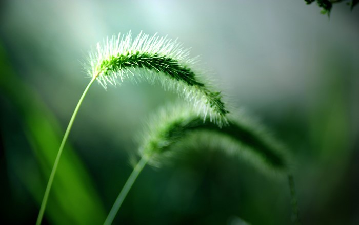 macro, green, grass, blurred