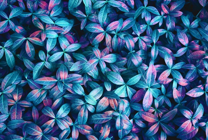 4K, abstract, plants, leaves, texture, pink, neon lights, macro, details, colorful, purple, blue, pattern