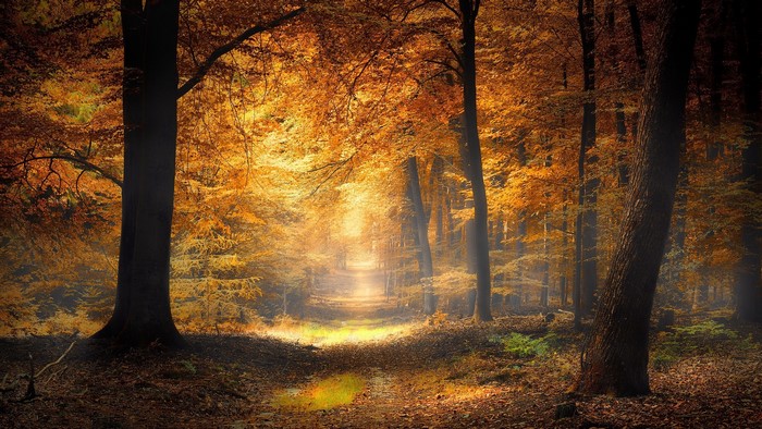 outdoors, trees, fall, nature, sunlight