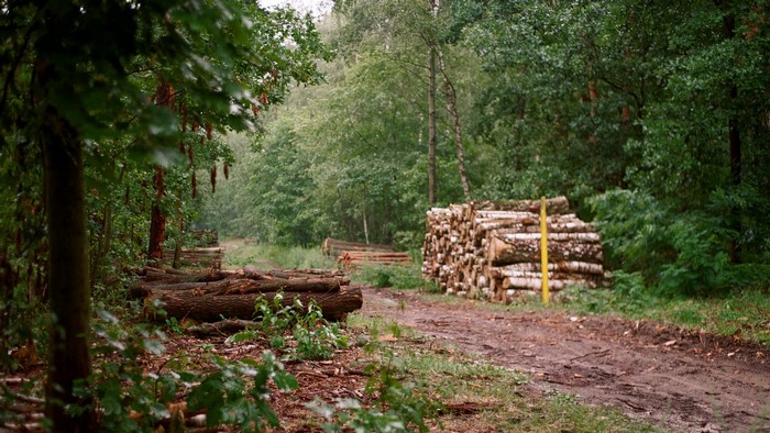wood, pathway, nature, trees, forest, outdoors