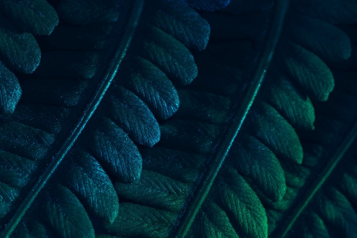 4K, photography, leaves, pattern, dark, minimalism, nature, texture, closeup, plants, fern, abstract, foliage, macro