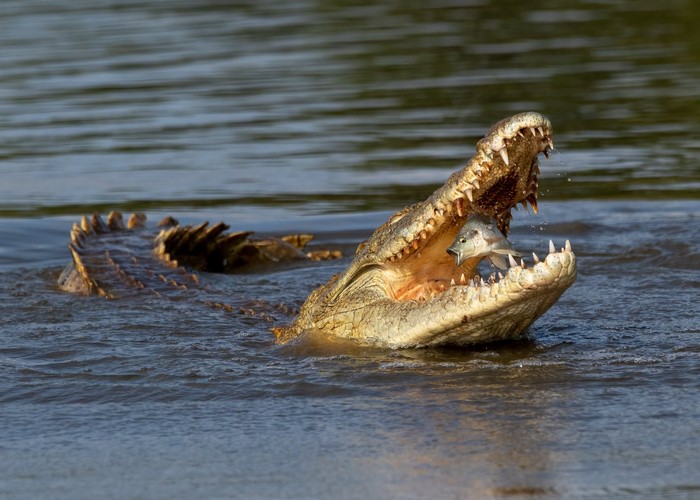 animals, South Africa, nature, river, fangs, reptile, fish, crocodile, Johan Wandrag, water