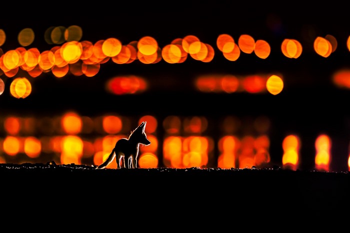Baby Fox Silhouette with Kuwait City Lights