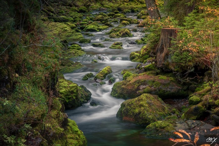 long exposure, tree stump, landscape, nature, river, water, Michael J. Kochniss, stones, grass, moss