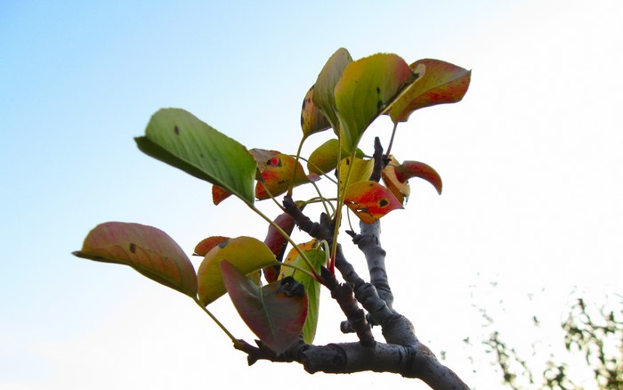 plants, trees, leaves, nature, apple tree