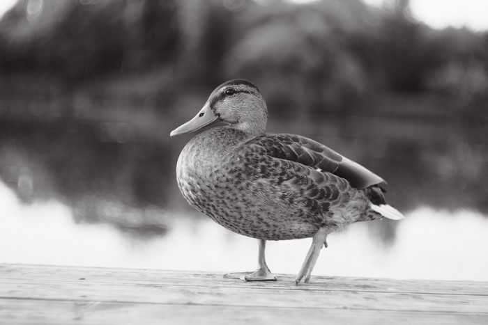 4K, Ducks (Animals), birds, mallard duck, nature, monochrome, fujifilm, mallard