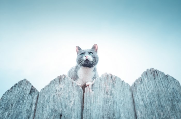 mammals, cats, outdoors, fence, animals, feline