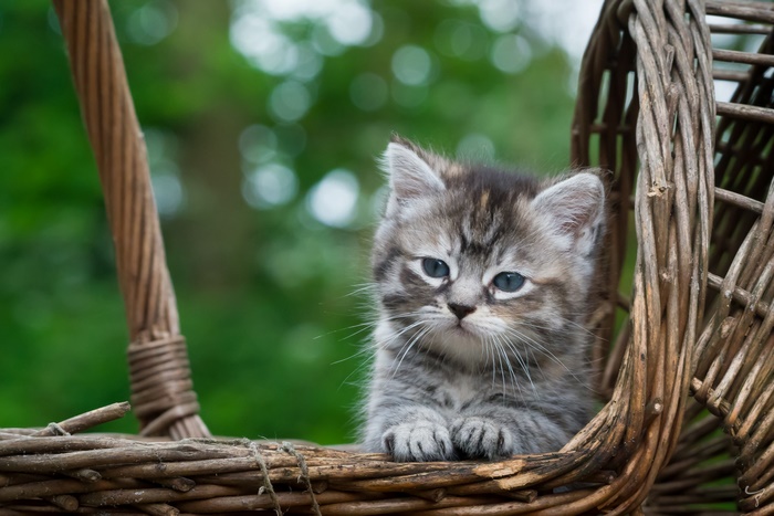 Cute tabby kitten sitting in a wicker basket