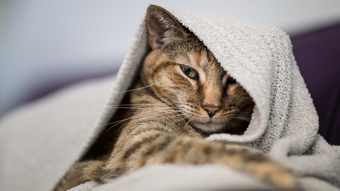 Tabby cat wrapped in a blanket