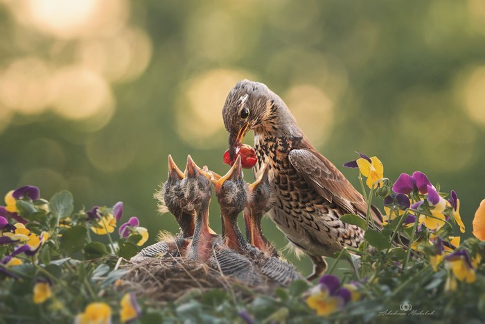 food, baby animals, nature, animals, plants, birds, flowers